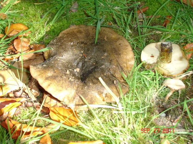 Russula Fungus (1)